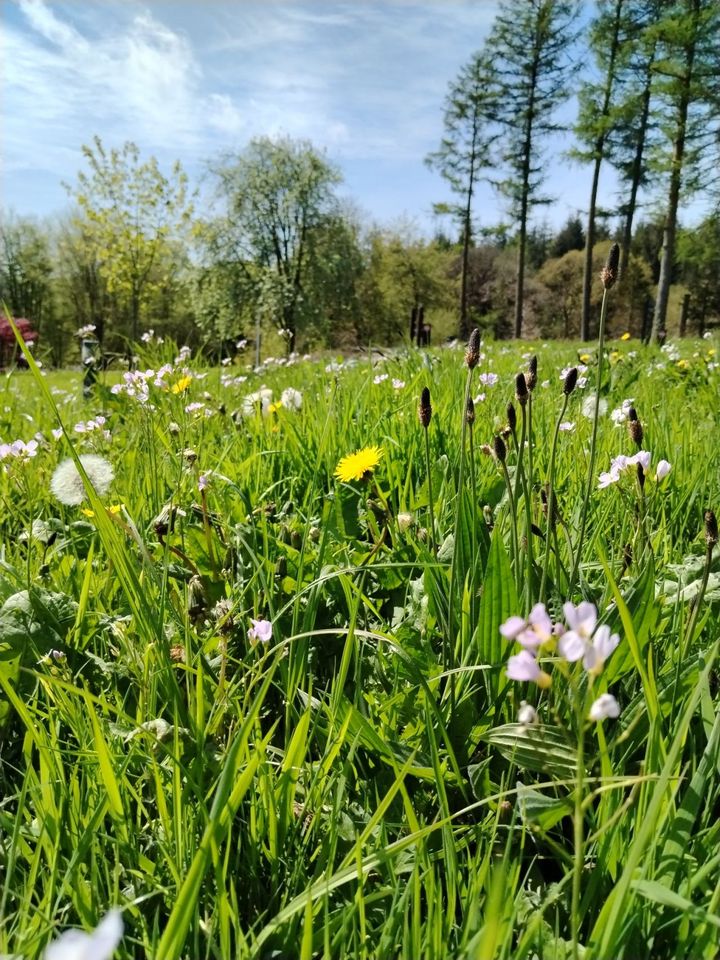 We're taking part in #NoMowMay! Are you? 🌼 We're leaving our meadows to grow through the summer months to support biodiversity and provide vital nectar and pollen for bees, butterflies and other insects - every flower counts! Photo by Forest Ranger, @AilinKee.