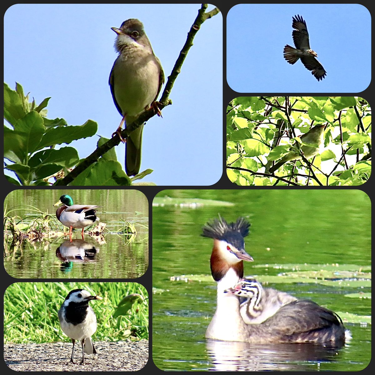 Dag 11 van #mei_nmooistefotos met het thema #Vogels Een initiatief van @bosw8er_jochem Een aantal vogels die ik gisteren zag in De Deelen in Friesland. Grasmus Buizerd Fitis Fuut met jonkie Witte kwikstaart Wilde eend @vogelnieuws @VroegeVogels @pictureofNL @visitfriesland