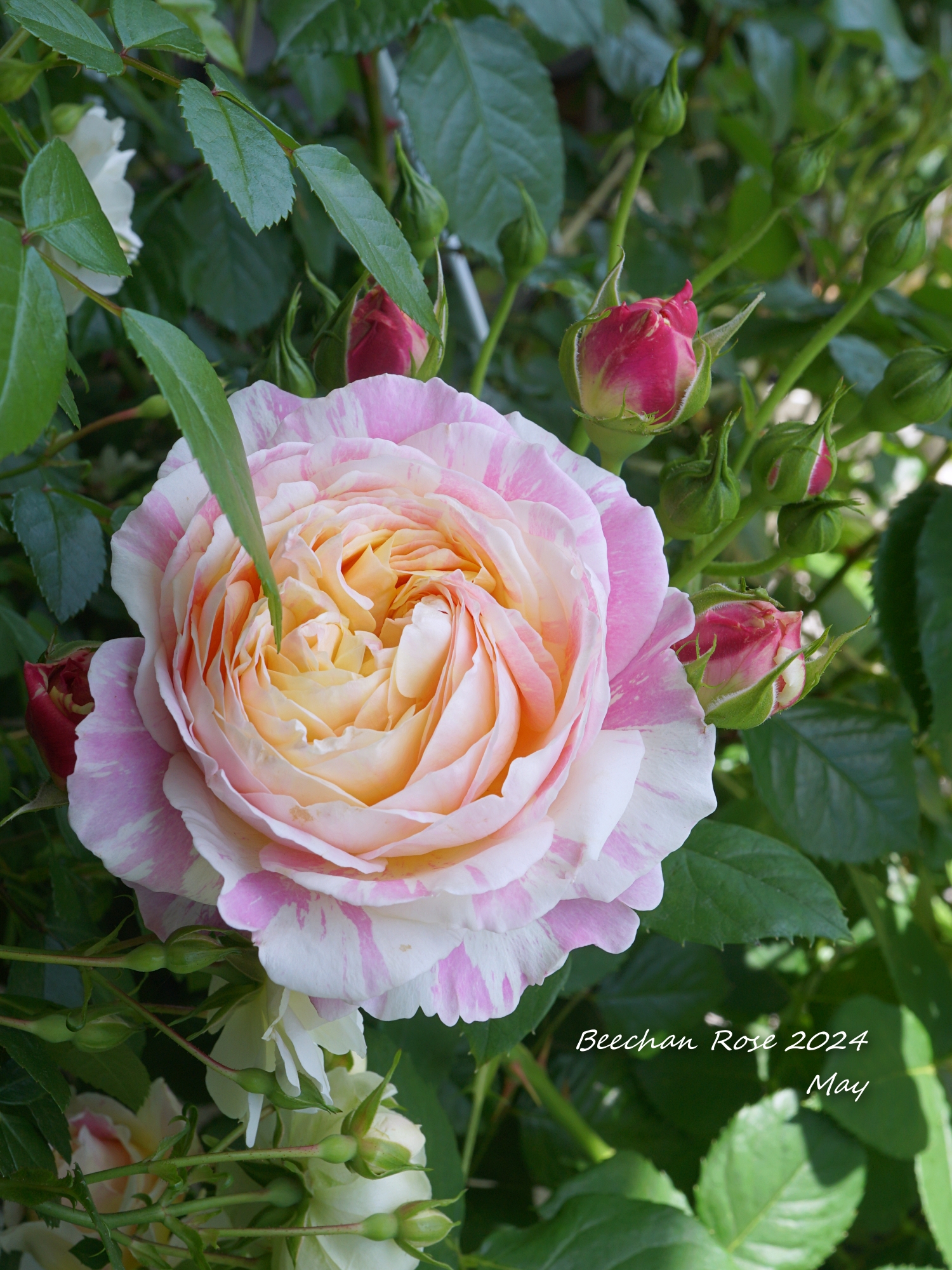 クロード・モネ、「Under the Lemon Trees」、厳選 クロード・モネ