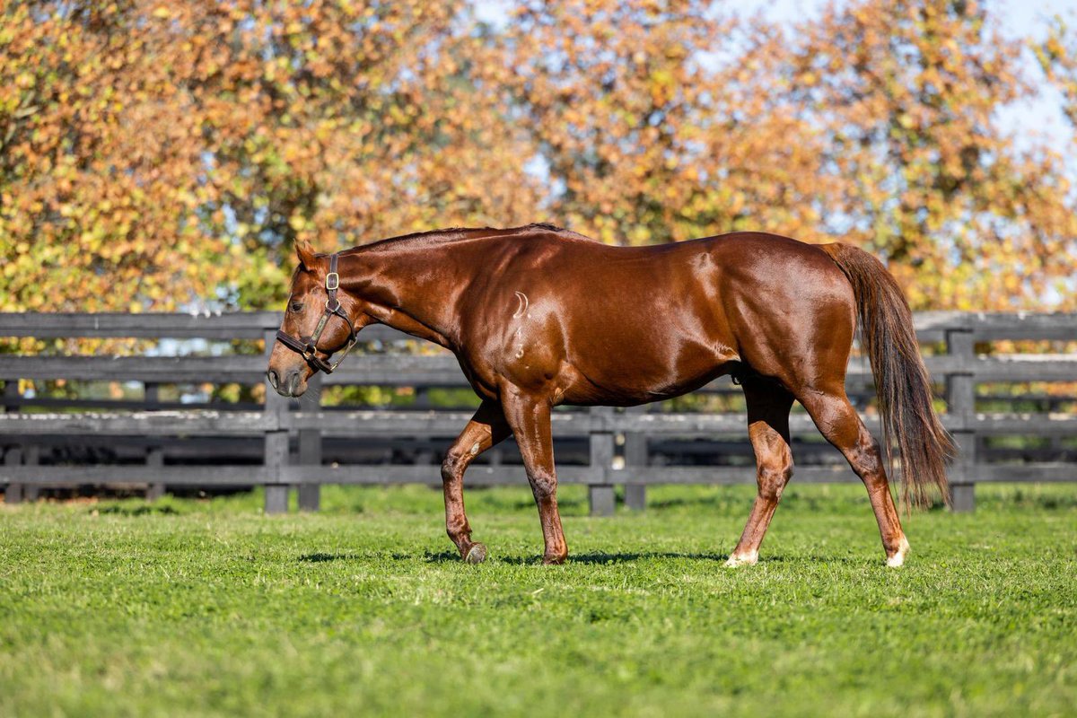 CAPITALIST🏆 has kicked off 2024 with great sales ring success! Now his best book covered turn 2️⃣ in the Spring & he is ready to have his most successful year yet! The #NewgateConsignment will offer CELESTIAL INSIGHT & RUINART in foal to him at the @mmsnippets Broodmare Sale!