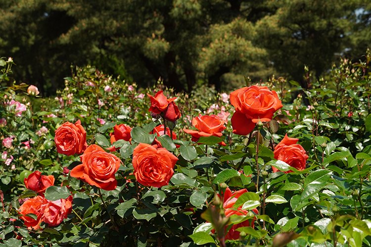 常陸ローズガーデンでバラが咲き始めています🌹
バラの美しさと甘い香りに心が癒されます。
#バラ ＃ローズ　＃ひたち海浜公園　#hitachiseasidepark