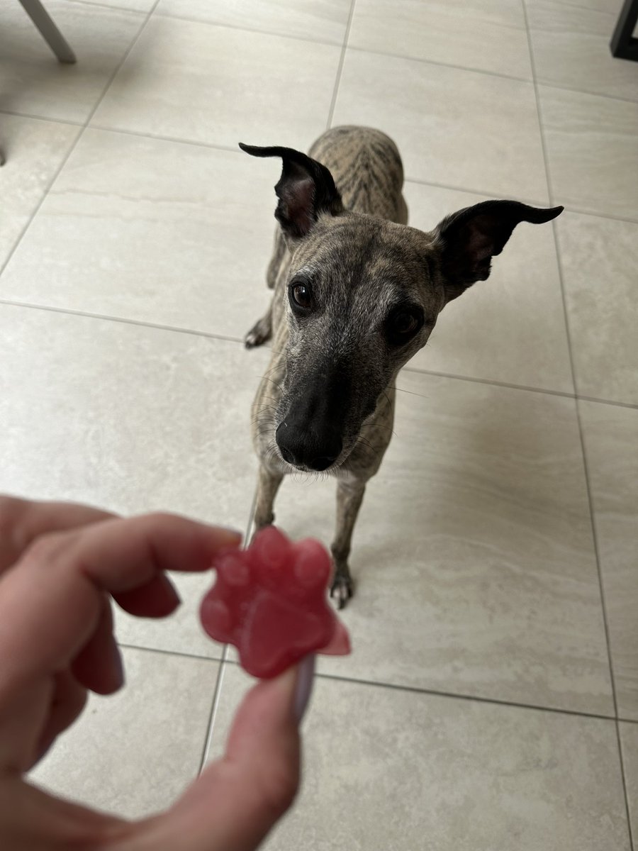 An early walk to “beat the heat” still resulted in me panting my brains out. Came home to a delicious frozen treat Mum made with dragon fruit, apple and strawbs!