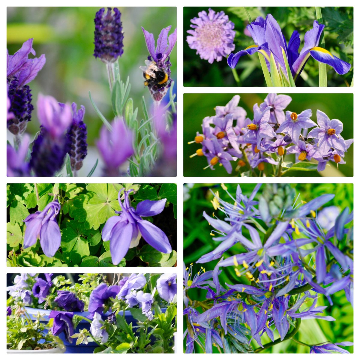 #SixOnSaturday Balcony blues and purples and a bee in the lavender!! Wishing you all a lovely weekend!! 🐝🌿💙💜💙🌿💙💜💙🌿🐝 #gardening #flowers #flowerreport #GardeningTwitter #purple #blue #balcony #ancoats #Manchester #sunshine #MyGarden #MyBalcony  #MayFlowers