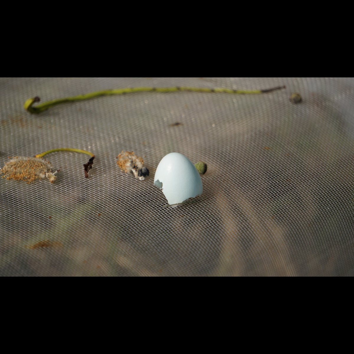 The remnants of a bird egg in Togher Community Garden, Cork, Ireland @GardenTogher #birds #birdphotography #sonyphotography #sonyalpha #sonya6000 #birdeggs #communitygardens #photooftheday #ireland #irishphotography #naturephotography #photography #photographicart