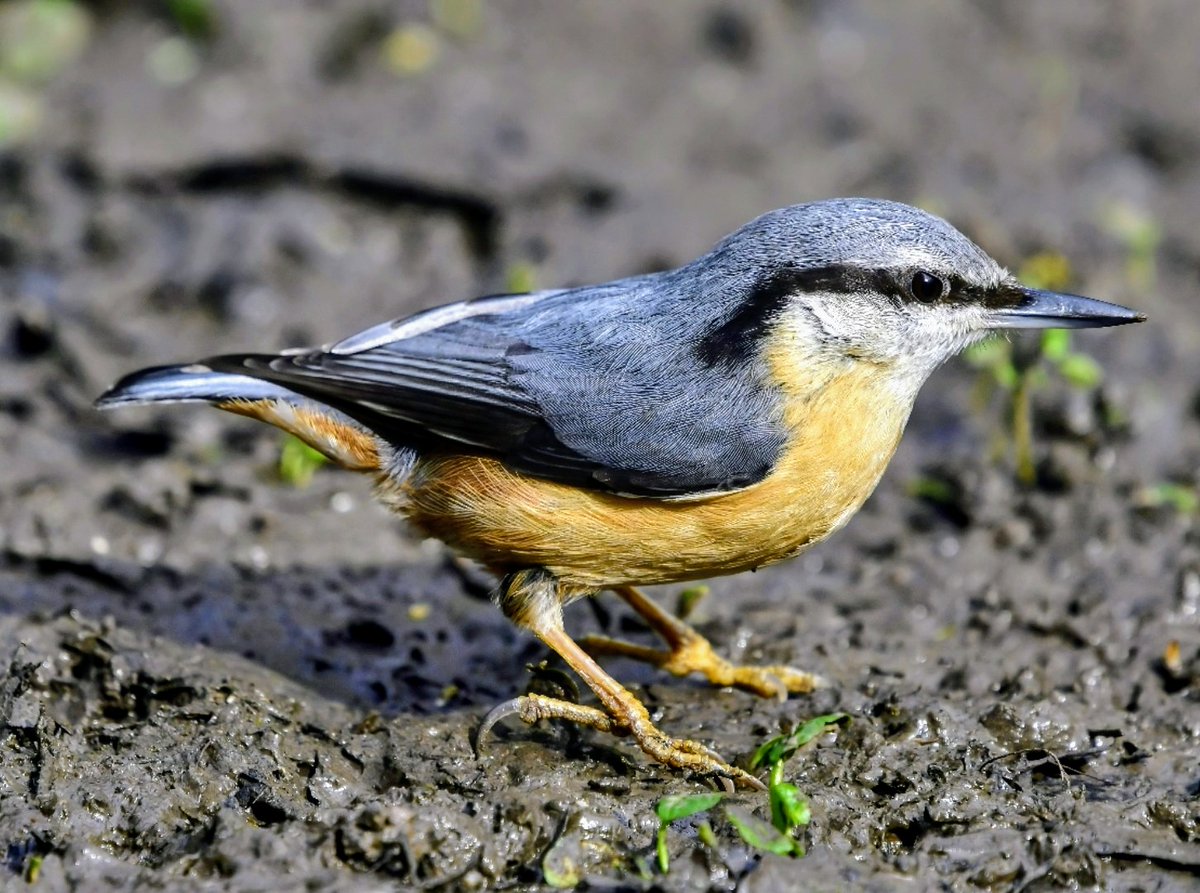 Nuthatch on the Somerset levels