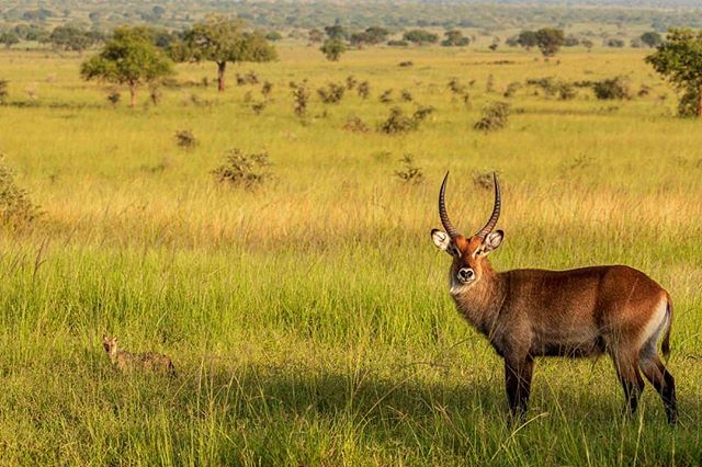 #VisitUganda A solitary waterbuck in Kidepo Valley National Park.