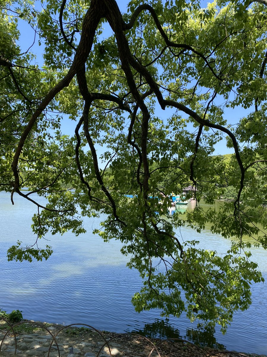 🟩空から水面に伸びる枝 #Akashipark
