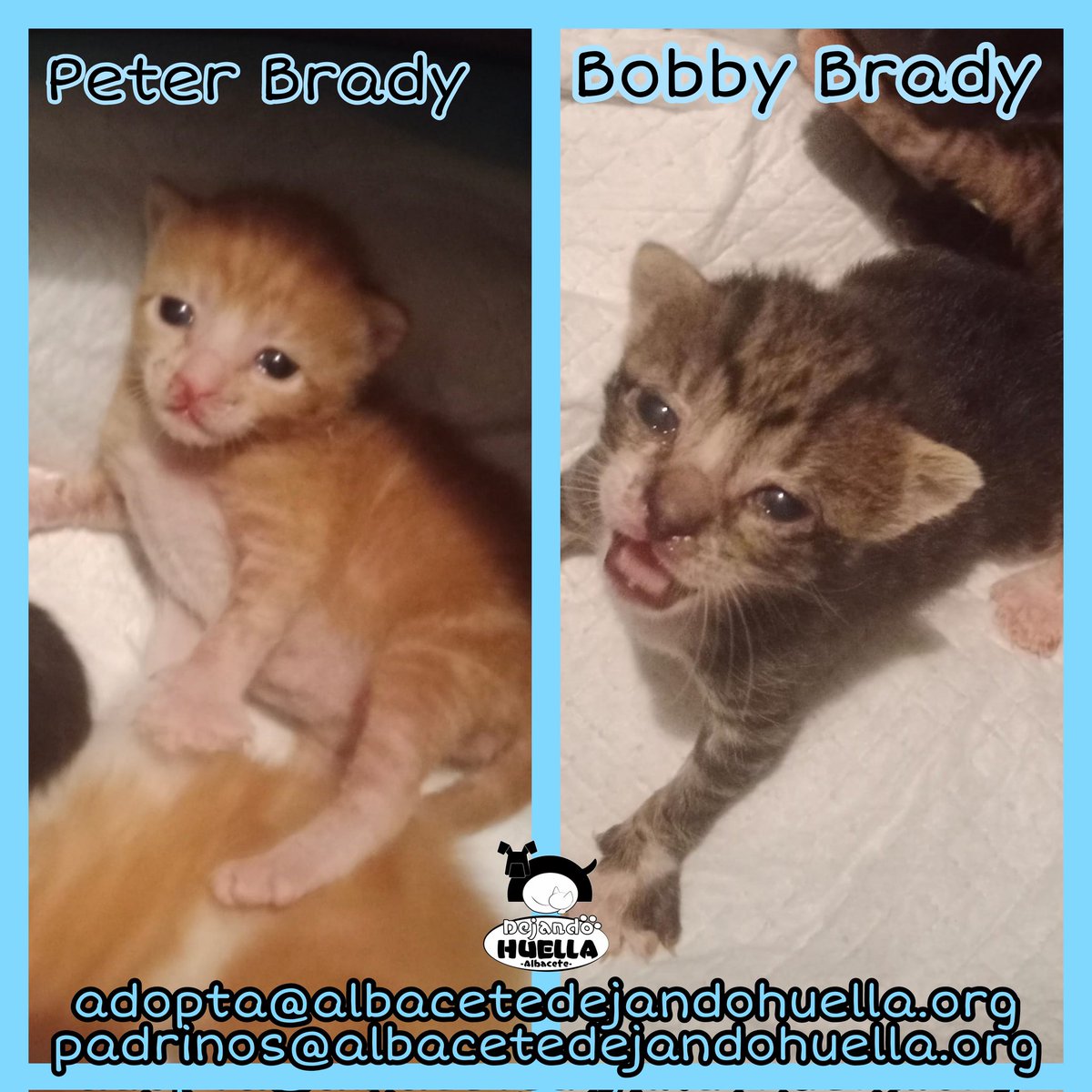 Los hermanitos Peter Brady y Bobby Brady siguen creciendo sanos y fuertes ♥️ Así de guapos están ya este par de hermanos, con sus ojos abiertos ya y con mucha hambre, como siempre 🤭 Si quieres iniciar los trámites de adopción puedes escribirnos a adopta@albacetedejandohuella.org