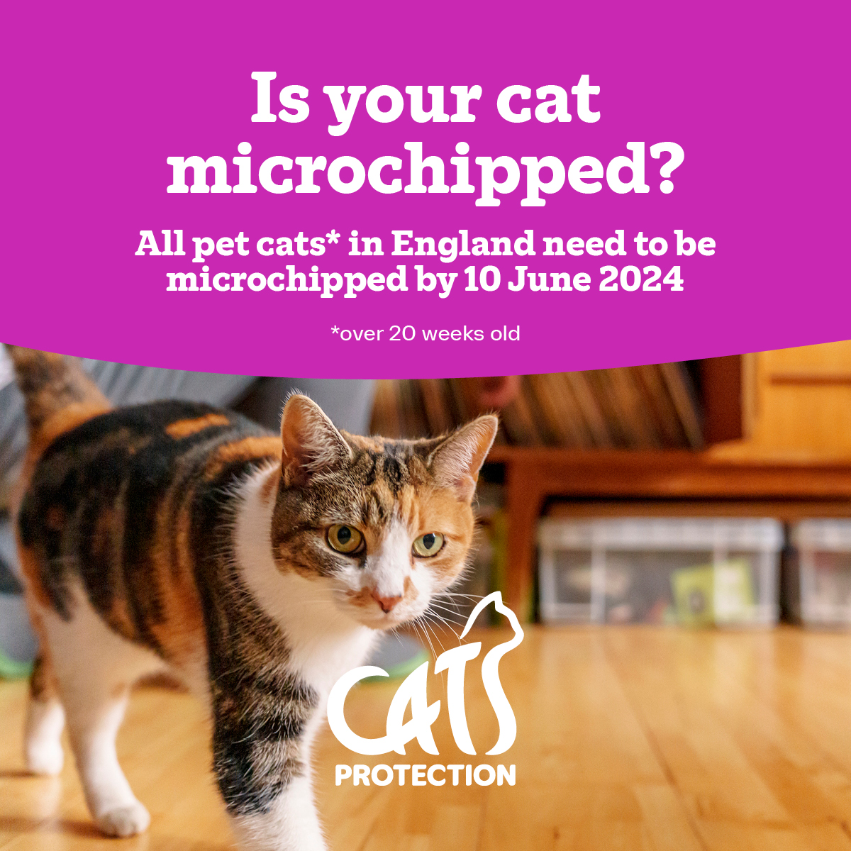 There's just 30 days until microchipping becomes compulsory by law for pet cats in England. Learn more about why we have campaigned for this change and how this could affect you if your cat isn't microchipped by 10 June 2024 here: spr.ly/Microchipping