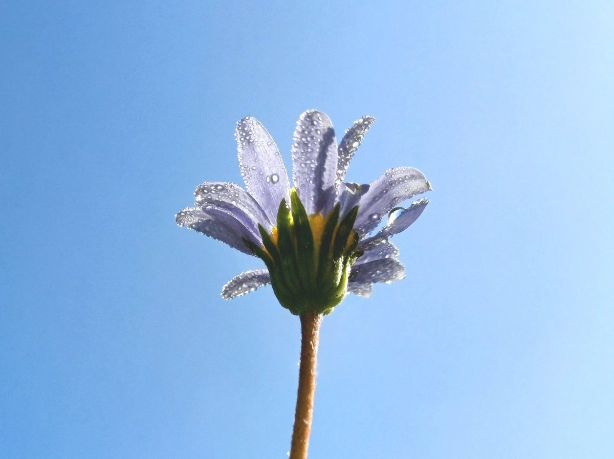 ✨️

#dewdropsonflowers #blueskiesandsunshine #sparkleandshine #natureisbeautiful #wheretheskymeetstheland 

instagram.com/p/C60rWztt-Yk/