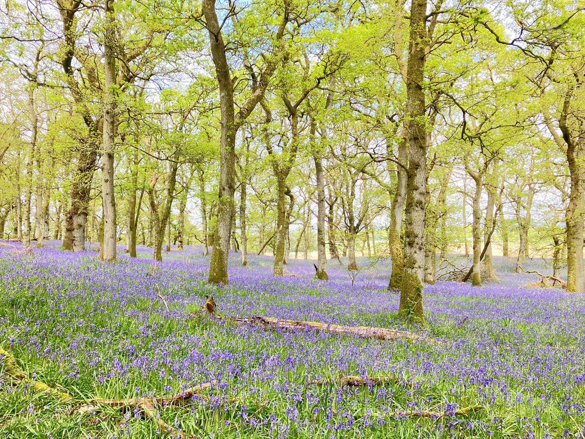 ScottishKylie's tweet photo. Bluebells at Kinclaven 💙👌The powdery scent, the drifts of blue, the song of the wren, blue tit and red woodpecker, blue sky and dappled light. Can’t been a Scottish May 💚💙💜
#bluebells #May #scottishspring #Perthshire #NatureBeautiful For @silverpebble and the gang 💜💙💚 https://t.co/qEWus9okYF