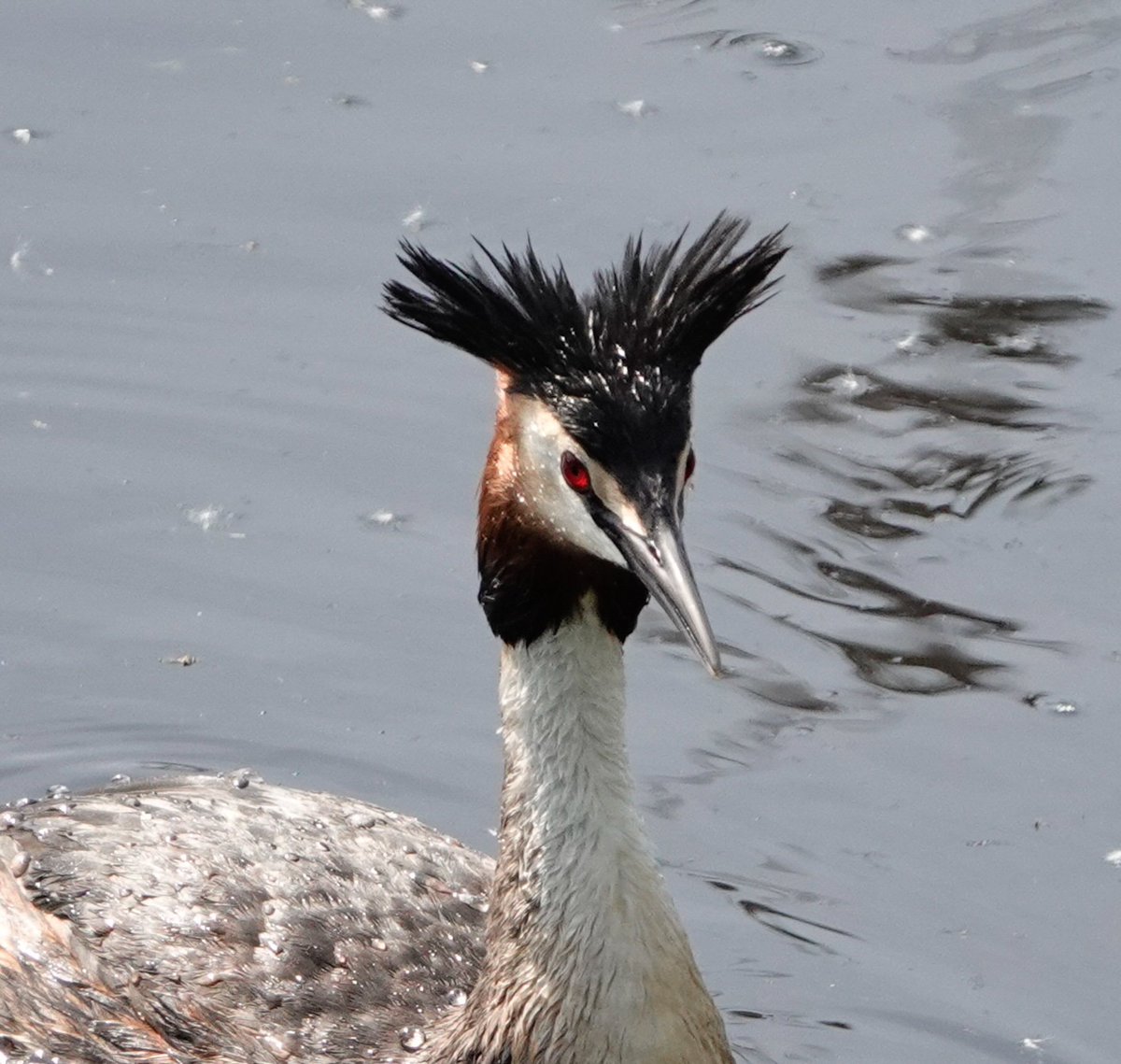 Great crested grebe @AvalonMarshes