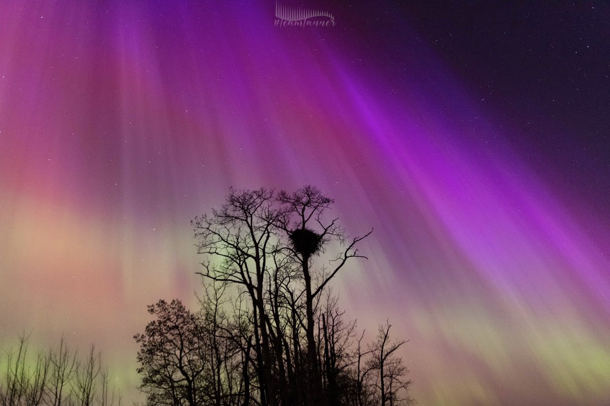 The BEST night of my life tonight May 11/24!!! G5 aurora from Alix, Alberta! #Aurora #TeamTanner @treetanner @TamithaSkov @chunder10 @scottrockphoto @jwhittalTWN @PeakToSailPhoto @AngryTheInch @jonokimber @mikesobel @GirlsWhoChase