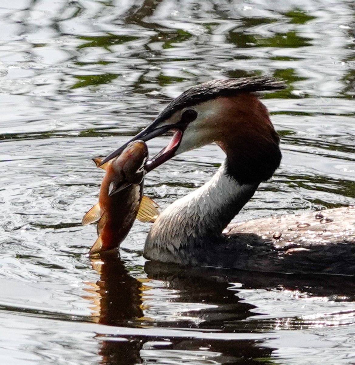 Great crested grebe with supper @AvalonMarshes