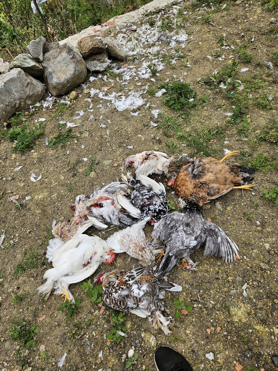 Ahmetsalih1967's tweet photo. #sokakköpeğiterörü bu sabah 18 tane cins kendi ellerimle büyüttüğüm hayvanlarımı 10 civarı sokak köpeği telef ettiler. 8 tanesinin ölüsünü bulamadım. sorumluluğu olan herkesi Allah a havale ediyorum.Trabzon Arsin Çubuklu köyü @Abdquil @Talhaugurluel @ensonhaber @Mehmetali_Onel https://t.co/MvlTZiMiBI