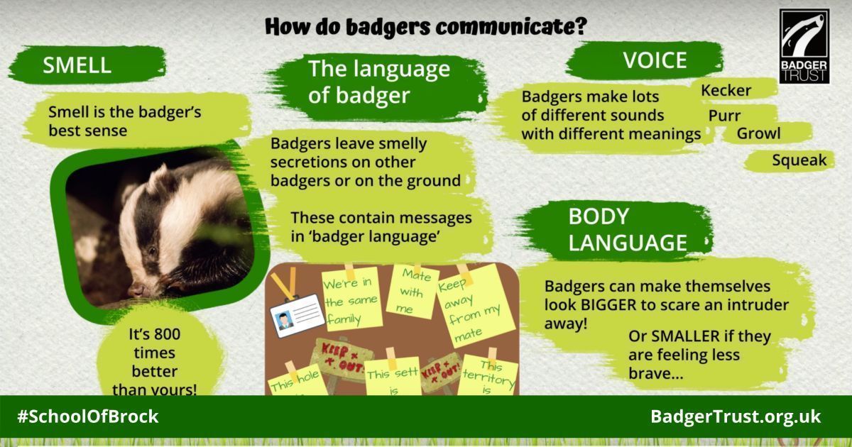 How do badgers communicate? 👃 They rely on their excellent sense of smell 🌳 They scent-mark by scratching tree bark or rubbing themselves on each other 💩 They mark their territory via latrines Get FREE educational resources for your cubs > buff.ly/3bpa0h0