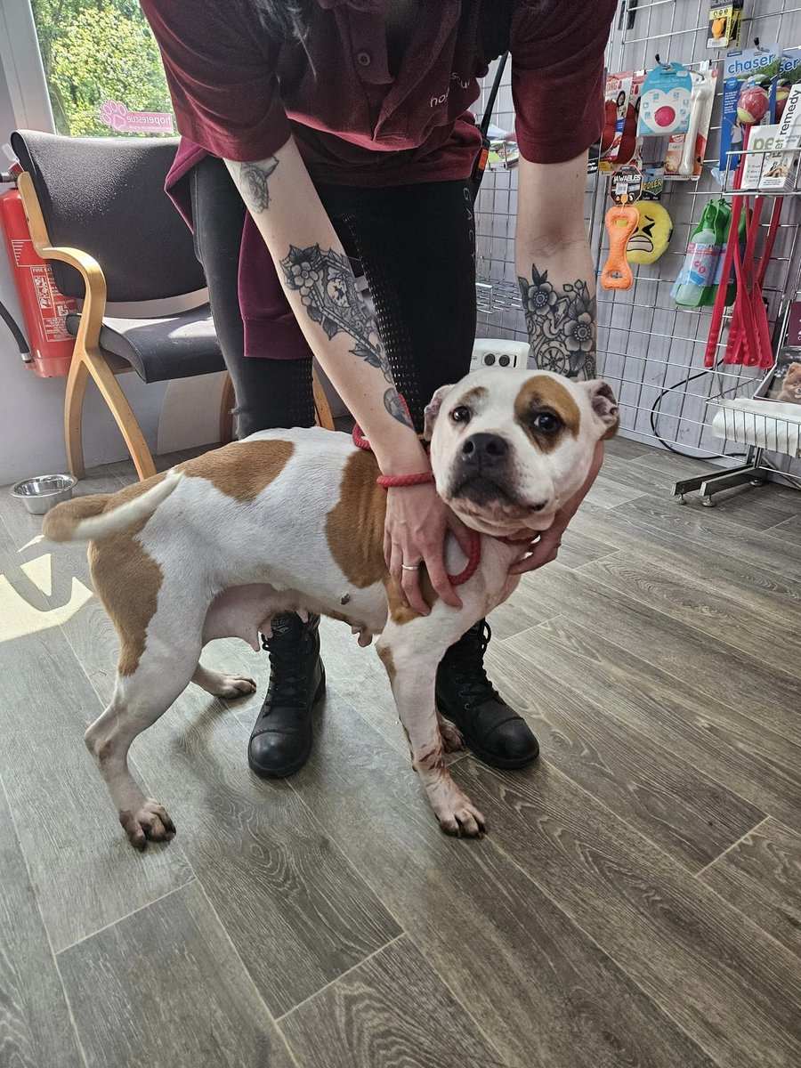 Please retweet to HELP FIND THE OWNER OR INFORMATION ABOUT THIS STRAY DOG FOUND #NANTYMOEL #BRIDGEND #WALES #UK 🐶 Staffie x, female. 12 years old. 👀 Found Nant y Moel 🐾 Currently doing her 7 days at Hope Rescue, Llanharan ☎️ If she is your dog, please call the Centre on…