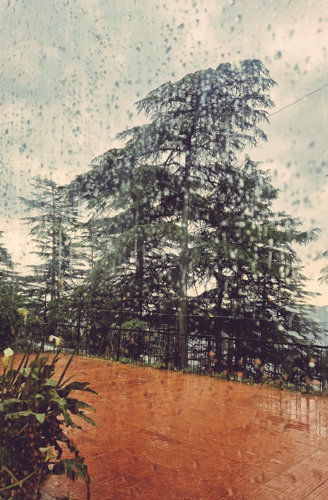 Not many things in life can match the magic of rain soaked earth, misty mountains, a steaming mug of coffee, and the cozy charm of Shimla on a rainy afternoon.  #Shimla #HimachalPradesh