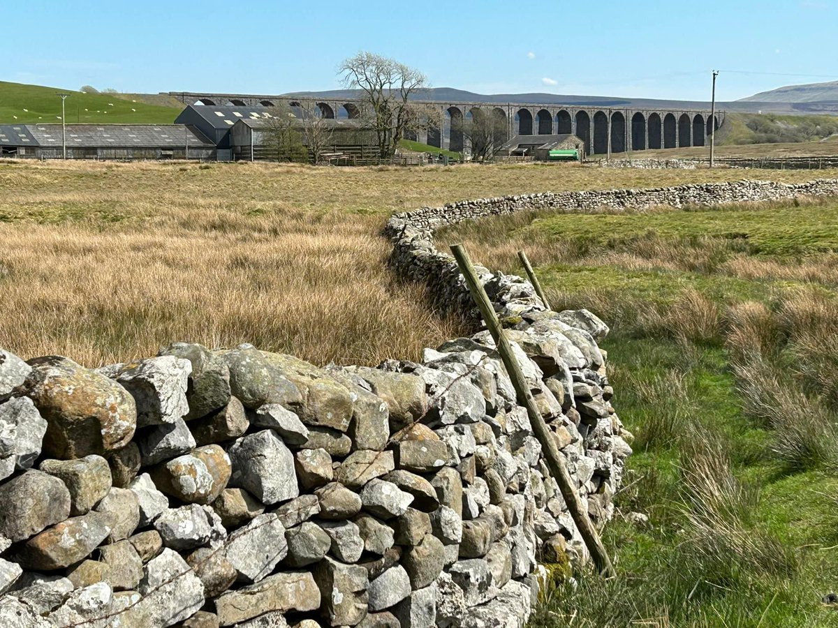Richmond Way - Day 3. Three-peaks country and the fauna changes up on the moorland.

Ingleton - Ribblehead Viaduct - Hawes

Bird watching highlights: 
Skylark ascending, Wheatear, Meadow Pipits, lots of Curlew descending from the tops.

#YORKSHIRE #YorkshireDales #ingleborough
