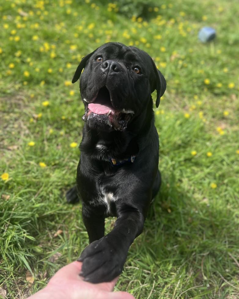 Please retweet to help Tyson find a home #LIVERPOOL #UK AVAILABLE FOR ADOPTION, REGISTERED BRITISH CHARITY ✅ Please meet Tyson, an absolutely gorgeous 12 month old Cane Corso cross Lab who is looking for his forever home. Tyson was sadly abandoned in a warehouse along with…