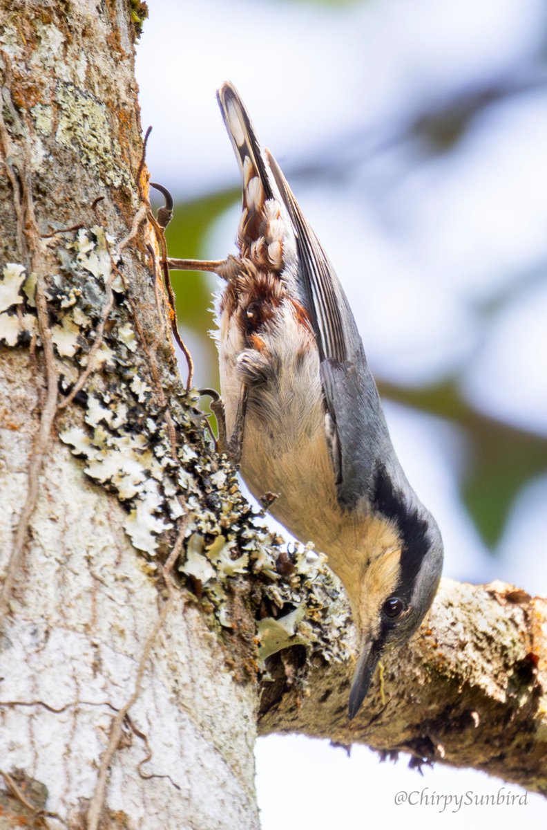 Chestnut-vented Nuthatch at Doi Inthanon National Park, Thailand. #BirdsSeenIn2024 #birds #birdwatching #birding #naturephotography #TwitterNatureCommunity #birdphotography