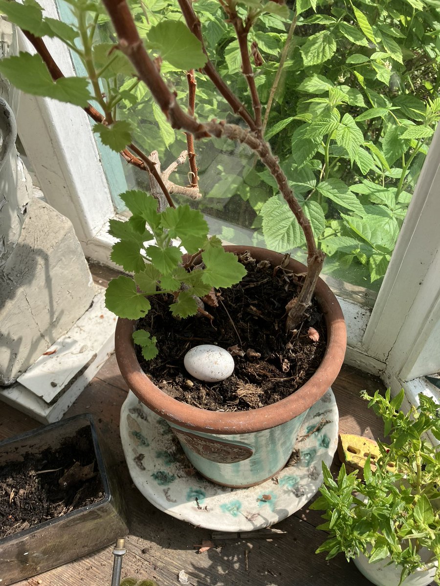 Repotting my tulips - found this egg 😕was it squirrel or a fox who did this dastardly deed and whose egg? <a href="/Natures_Voice/">RSPB</a> <a href="/RSPBEngland/">RSPB England</a> #egg #eggthief