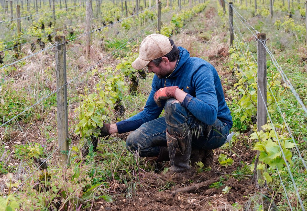 In the Clos Marey-Monge, the debudding stage has begun. It consists of aerating the plant by removing superfluous buds to encourage the production of high-quality bunches. It's also a preventive measure against fungal diseases such as mildew, powdery mildew and rot.