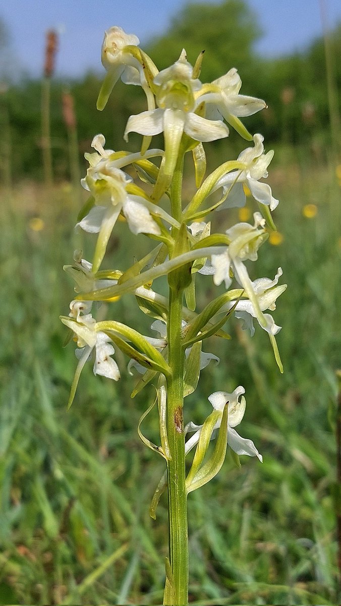 Greater Butterfly Orchid (Platanthera chlorantha) full out on May 11th! Dorset/Somerset border.