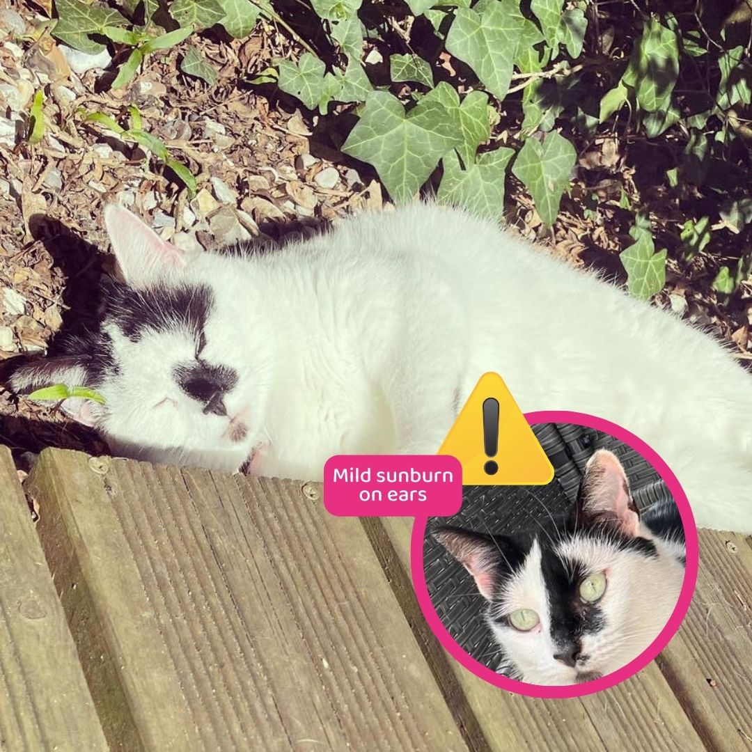 Did you know pets can get #Sunburn? 😮 It's most common on their ears, nose, eyelids, and belly, and it can be very painful for them 😿 This #NationalSunAwarenessWeek, our vets are answering your questions on how to protect your pet this summer: pdsa.me/pY4u
