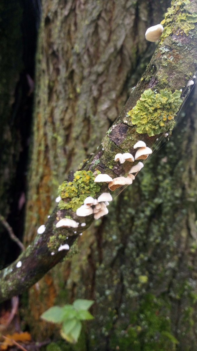 #HotStickSaturday. Some samples from fall. #Pilze #Mushroom #Fungi #Flechten #Lichen