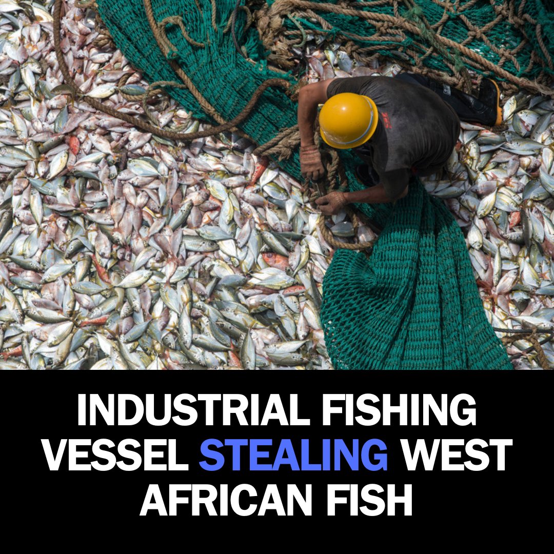 In West Africa, industrial fishing is a double-edged sword—it depletes fish stocks and steals food from the mouths of millions. 33 MILLION TO BE EXACT. It's a crime against humanity and nature, and it's time to hold those responsible accountable 👉 bit.ly/4bszJm3