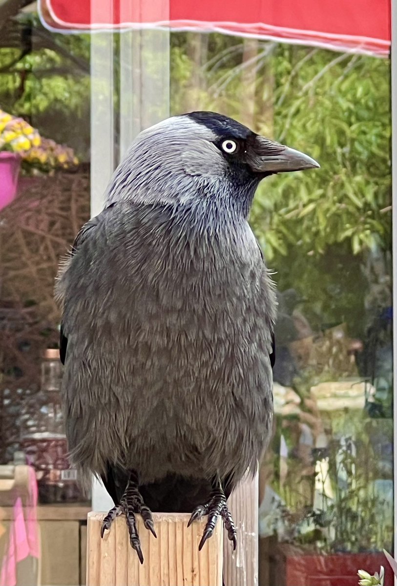 Our visiting Jackdaw really does like to pose!! This is a phone pic 🤳🪞🪩