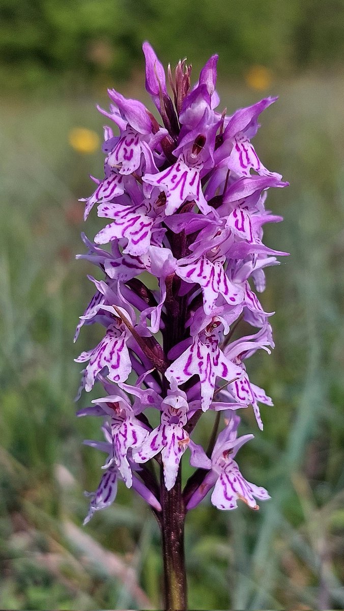 Common Spotted-orchid (Dactylorhiza fuchsii) almost fully open 11.05.24. Dorset/Somerset border. What a season this is already turning out to be!