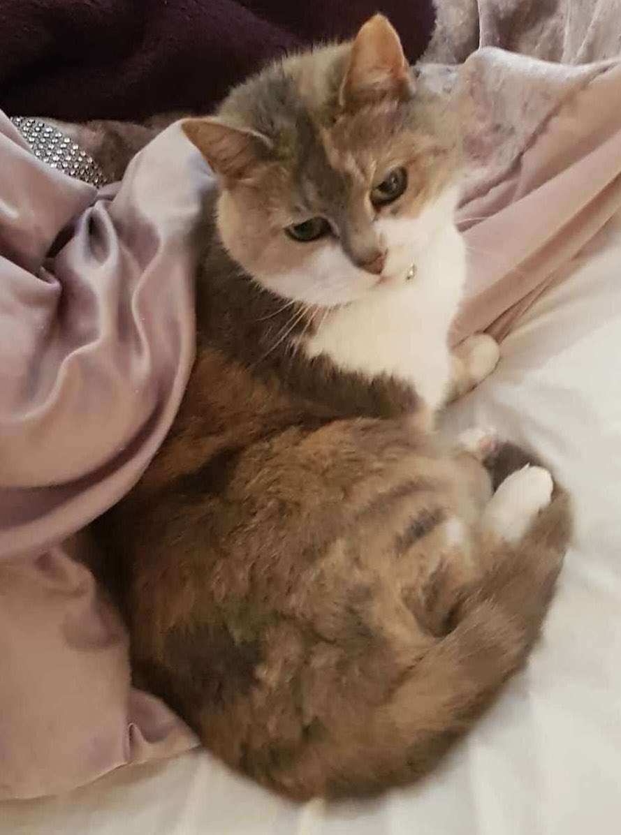 #MISSING: Have you seen Jasmin? 17-year-old small female grey & white tortie #cat missing since Wednesday 8 May from #LinksRoad, #Hollywood #B14. No microchip or collar. If there are ANY sightings of her, let #SU know. Please REPOST.