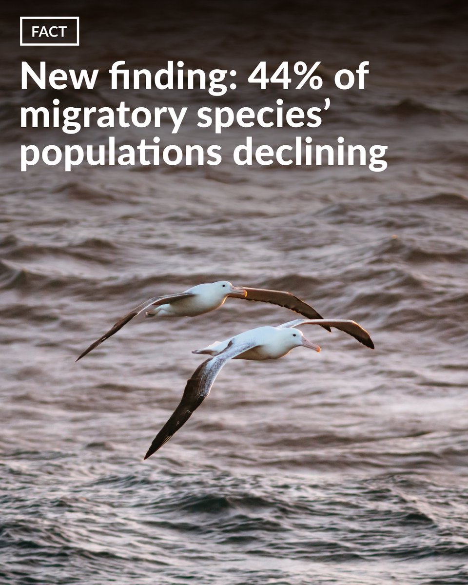 As habitats dwindle and threats to migratory species grow, it's imperative to take decisive action. 

The #HighSeasTreaty paves the way for a network of marine protected areas that could address these challenges head-on. #WorldMigratoryBirdDay ow.ly/oYQl50RBKo8