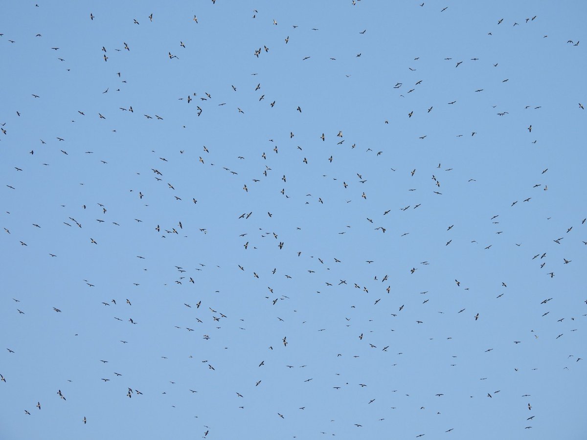 A sky full of Amur Falcons in Assam to celebrate #WorldMigratoryBirdDay! Hundreds of thousands of these beautiful falcons pass through north-east India on their epic migration from breeding grounds in Eastern Asia to their wintering quarters in southern Africa. #IndiAves