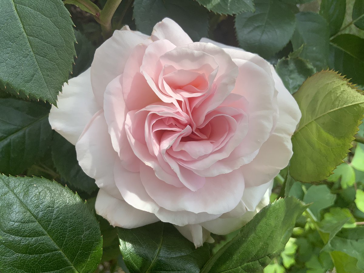 ๐นrosesuk (@rosesukroses) on Twitter photo โA Whiter Shade of Paleโ HT #rose
Have a good weekend everyone. Rain returns on Monday so Iโll be scurrying around, weeding, planting, mulching before itโs back to conditions more suited to a paddy-field. Anyone tried growing rice? #GardeningTwitter #roses
<a href="/loujnicholls/">Lou Nicholls</a> <a href="/kgimson/">k gimson ๐ป๐</a> โA Whiter Shade of Paleโ HT #rose
Have a good weekend everyone. Rain returns on Monday so Iโll be scurrying around, weeding, planting, mulching before itโs back to conditions more suited to a paddy-field. Anyone tried growing rice? #GardeningTwitter #roses
<a href="/loujnicholls/">Lou Nicholls</a> <a href="/kgimson/">k gimson ๐ป๐</a>