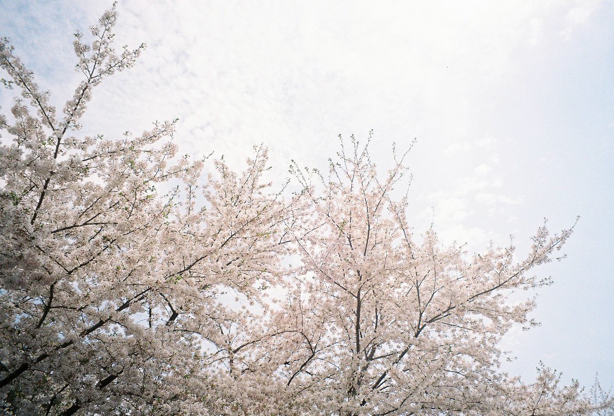 春のフィルムが返ってきました。桜が満開です。