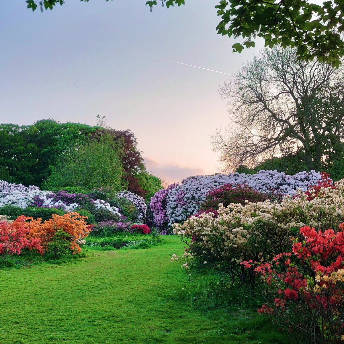 So many colours 🌈
🗺📍
#leeds #yorkshire #england
📸
#templenewsam
♯
#travel #adventure #rhododendron #nature #wildlife #colour #spring #bloom #welcometoyorkshire #visitleeds #igersleeds #flowers
👀
@TempleNewsam 🏰
@Welcome2Yorks 🇬🇧
@VisitLeeds 🌁
@IGersLeeds 🖼️