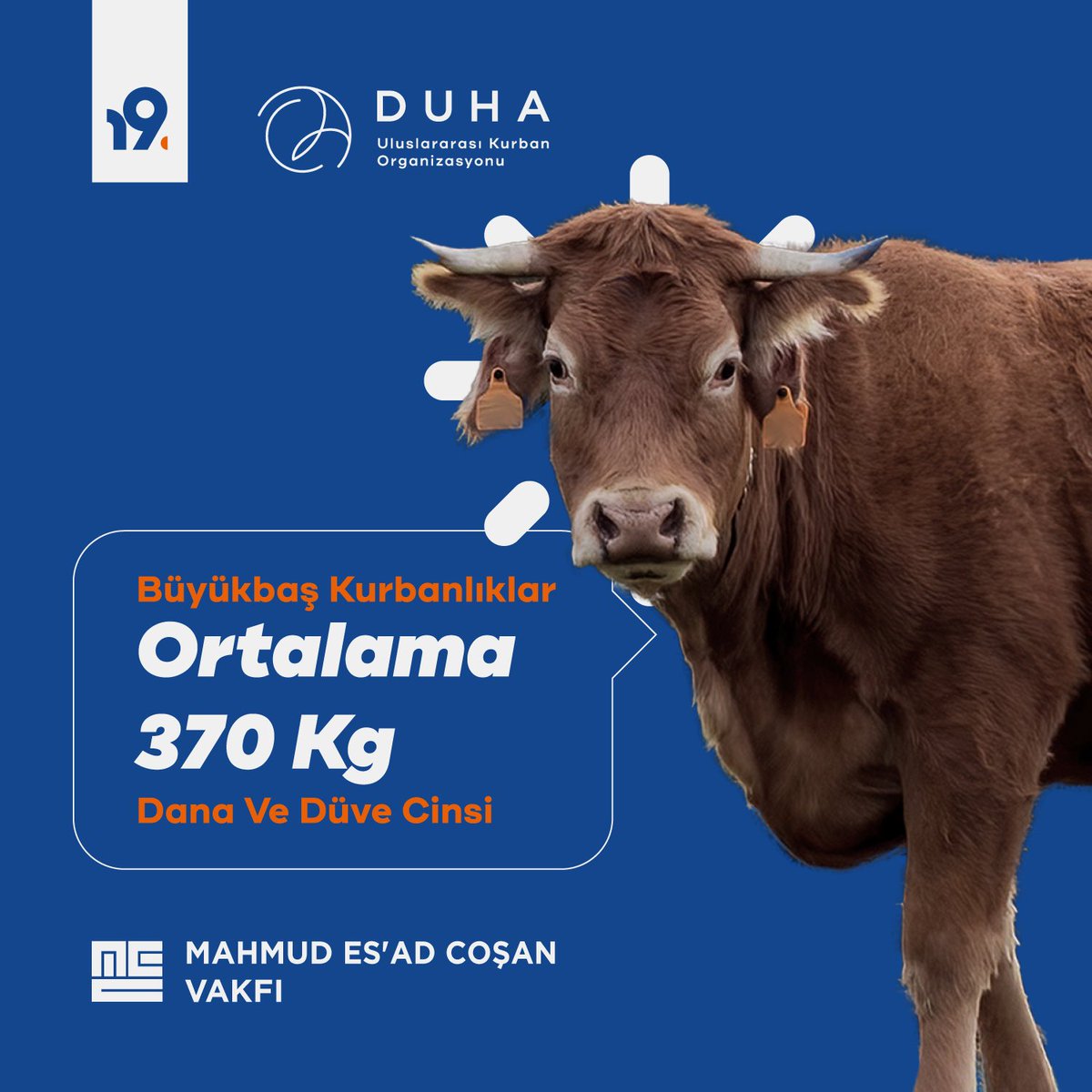 Büyükbaş kurbanlıklar ortalama 370 kg canlı ağırlığında olacak şekilde 1. sınıf dana ve düve cinsinden tedarik edilmektedir. Vekâlet vermek için: duhakurban.com Mahmud Es'ad Coşan Vakfı DUHA 19.Uluslarası Kurban Organizasyonu #DUHA #Kurban #KurbanOrganizasyonu