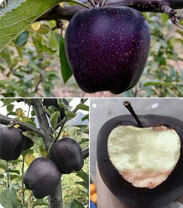 📚Black Diamond Apple 🍏 ✏️The black diamond apple, priced at a staggering Rs 500 per piece, is a dark-hued marvel hailing exclusively from the mountainous region of Nyingchi in Tibet, China.  ✏️Apples are generally red, green, yellow, but if the right geographical conditions are…