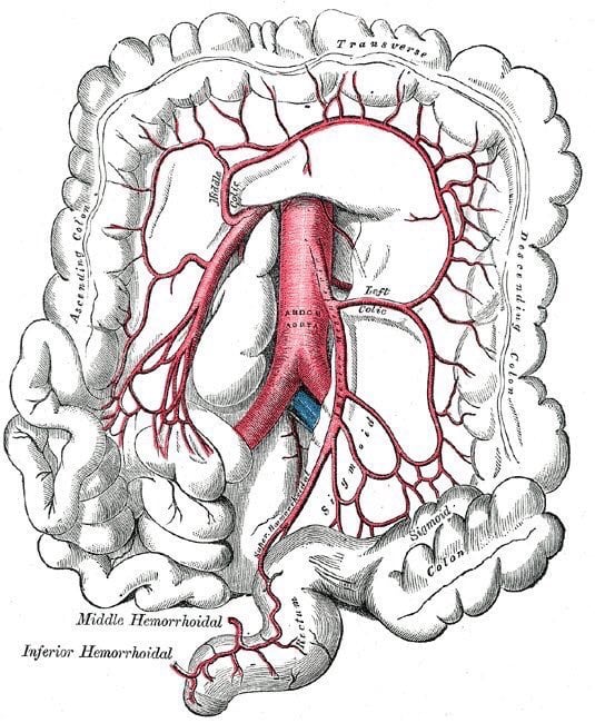 The superior and inferior mesenteric arteries from 1918 edition of Gray's Anatomy by Henry Vandyke Carter #anatomy #MedEd #MRCEM #FRCEM #MedSchool