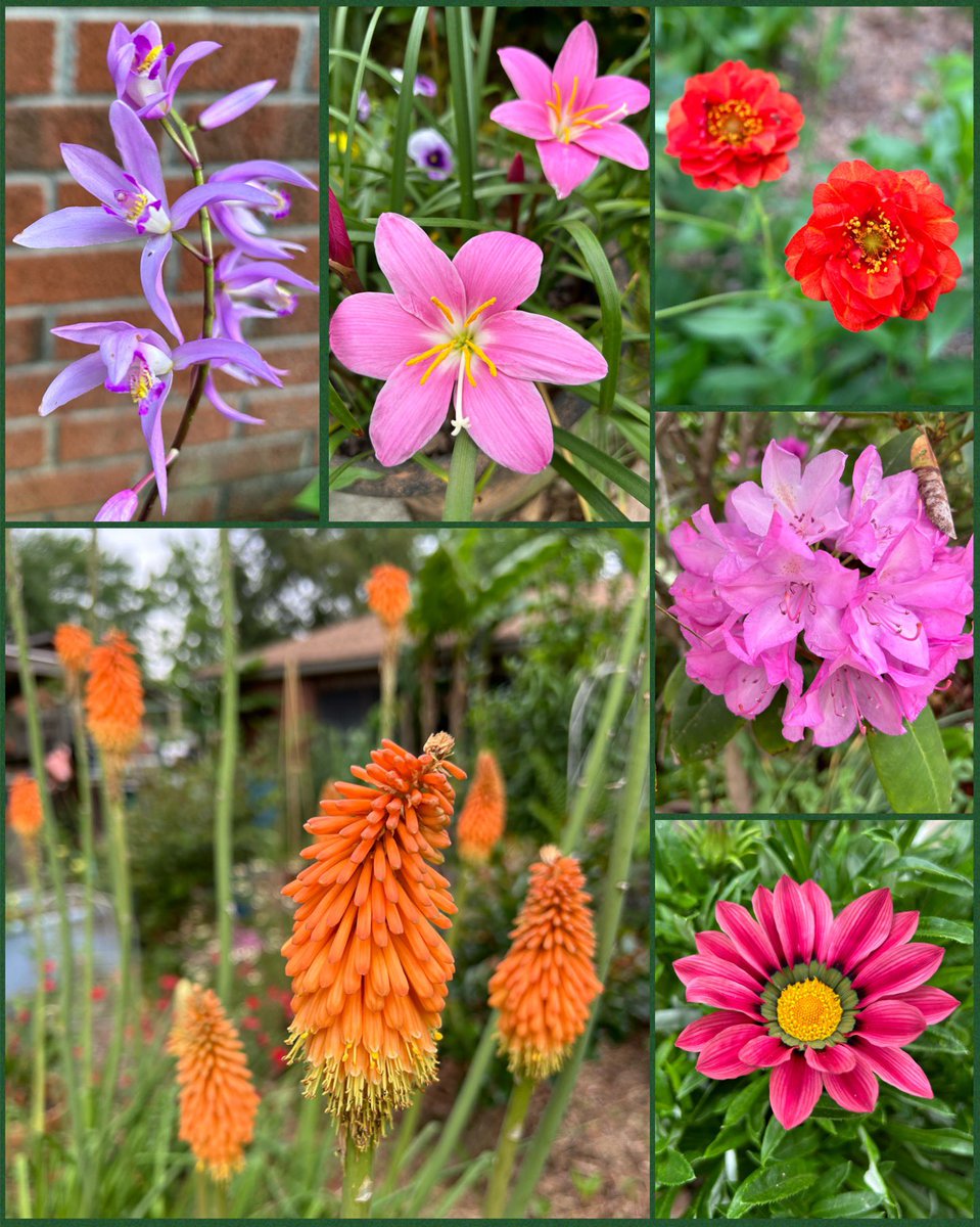 ilenagm's tweet photo. #SixOnSaturday this week is ground #orchids, rain lilies, #geums , #rhododendron, #gazanias and #Kniphofia the geums and gazanias are seed grown. Please visit, read and enjoy the other entries on the SOS hashtag.
#GYO #Flowers #Gardening #Plants https://t.co/z2tgqPR3Cn