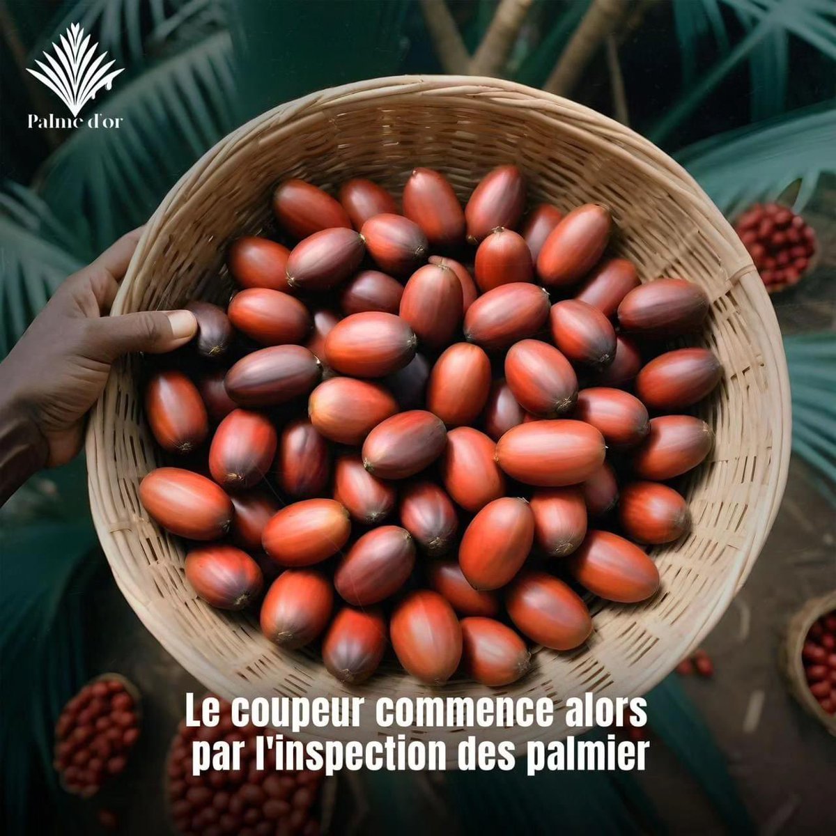 Le coupeur commence alors par l'inspection des palmier

#PalmeDor #palmoil #centrafrique