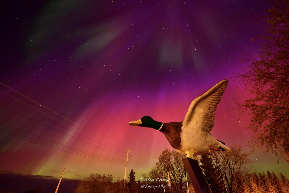 Andrew Alberta, The home of the worlds largest mallard #duck under a mosaic of light. This solar storm did not disappoint . @mikesobel @TamithaSkov @ThreeSixtyAB @ThePhotoHour @HouckisPokisewx @volcaholic1 #SpaceWeather 💃💃💃
