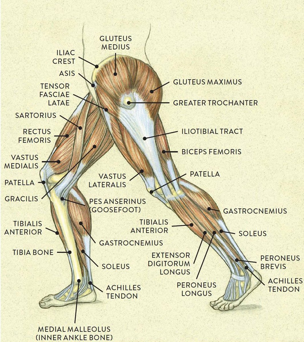 Lower limb muscles 🦵. Which is the most powerful?