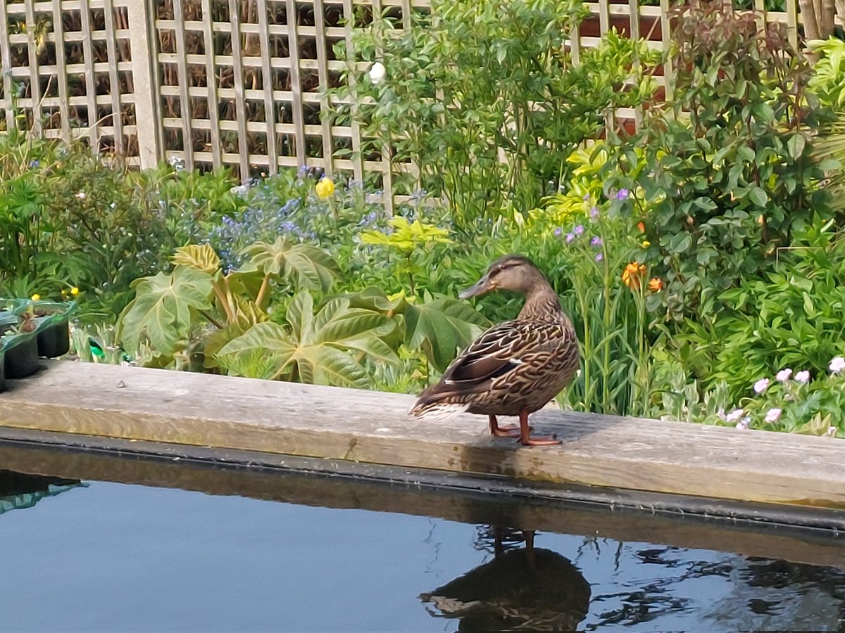 Back again 3rd day running, didn't really want ducks in the koi pond but  she's very cute  #GardenersWorld  #Gardeningtwitter