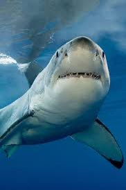 #SharkSaturday 🐬