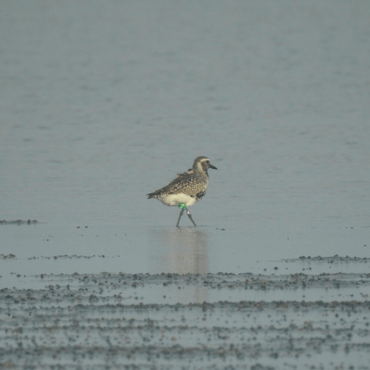 ColomboUni's tweet photo. Sri Lanka's First Tagged Shorebird Embarks on Journey to Northern Russia: Vayu Completes a 9700 km Journey Through Seven Asian Countries in 57 Days.
https://t.co/KXTm5lPf5I
#VayuMigration #BirdTracking #AsianBirdMigration #WaterbirdResearch #CentralAsianFlyway #SriLankaWildlife https://t.co/FXms2MC6KB