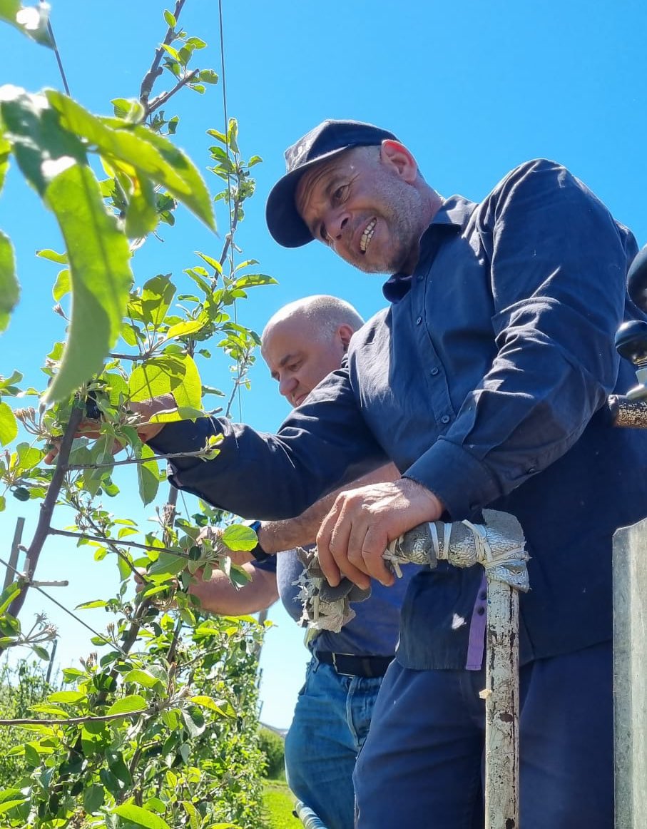Aquests dies estem podant la part de dalt de la pomera varietat Tutti. Una bona manera de facilitar que l’arbre creixi més fort i resistent! 💪🍎🍎